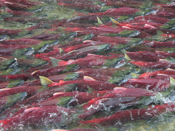 Migrating sockeye salmon display vibrant breeding colors as they venture upstream to spawn.