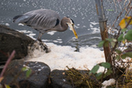 A great blue heron collects a fish for lunch from Capitol Lake in Olympia.