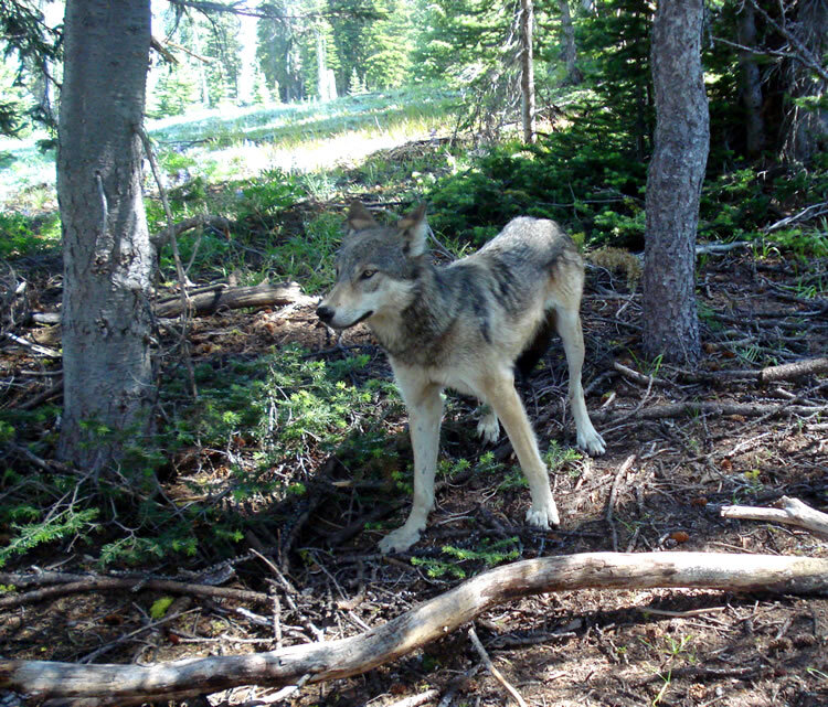 A state trail camera captures a gray wolf roaming in Washington state.