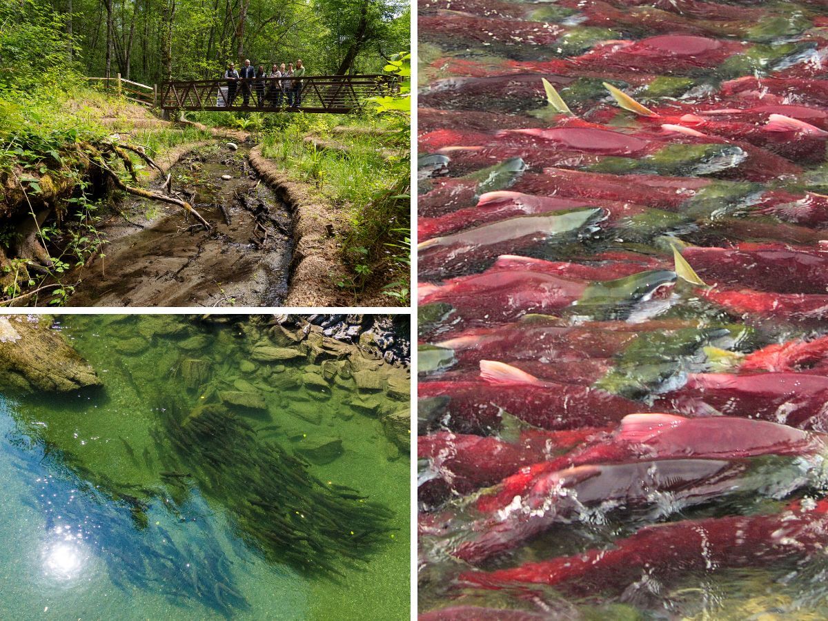 A collage showing images of migrating salmon in Washington waterways.