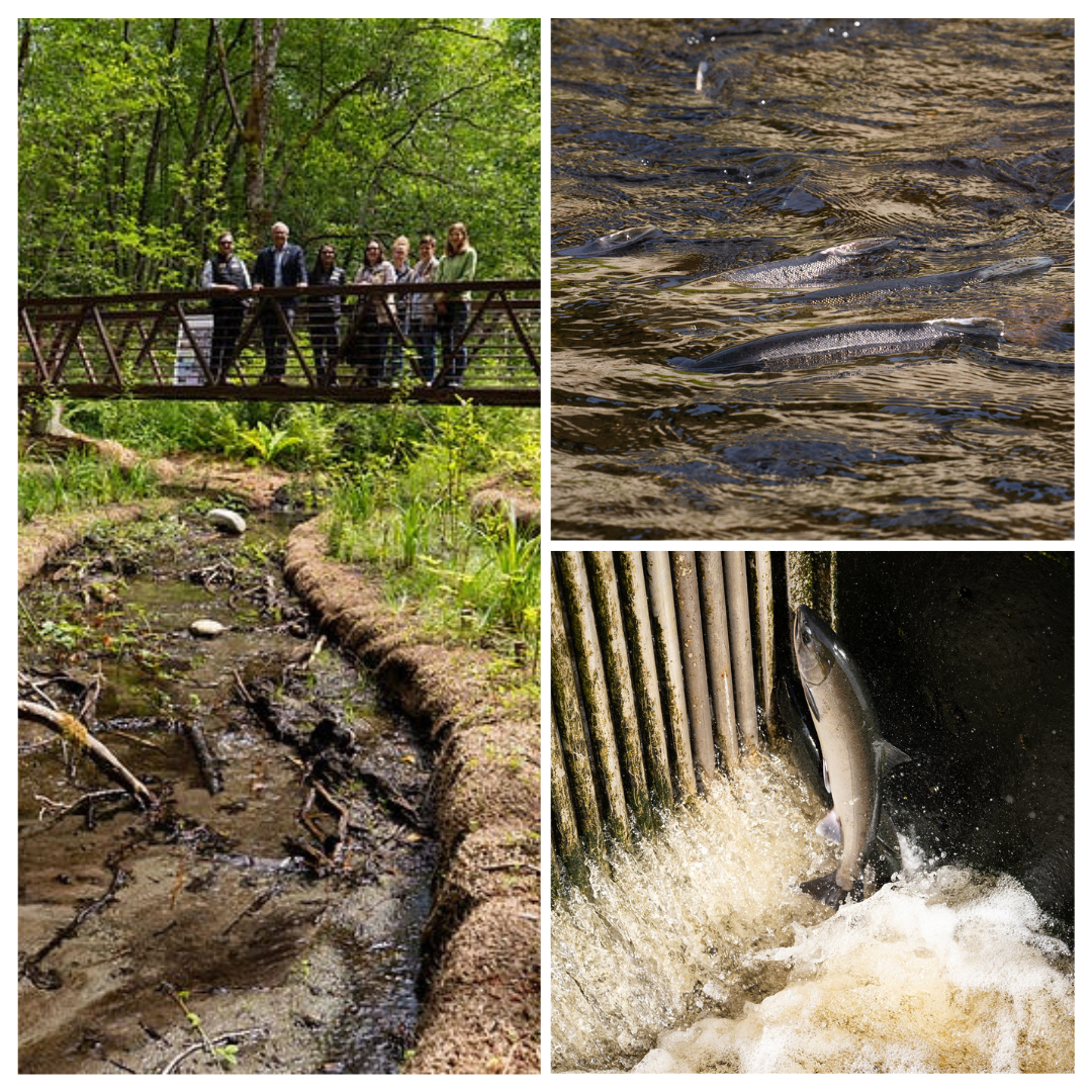 Collage of photos with salmon and rivers in WA