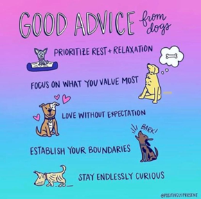 Advice from dogs: prioritize rest and relaxation, focus on what you value most, love w/o expectation, establish your boundaries, and stay curious.