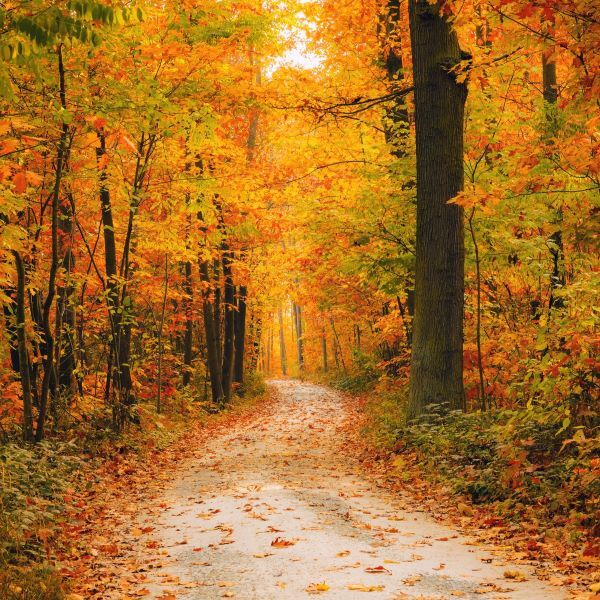 Autumn path in the woods