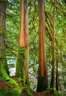 Cedar harvest in forest