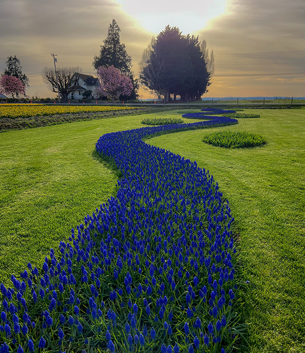 Peer photography feature, Hyacinth Path, by Cathi Geisler 
