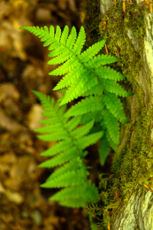 licorice fern image