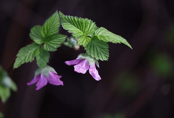 Salmonberry blossom