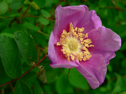 Rosa_Nutkana