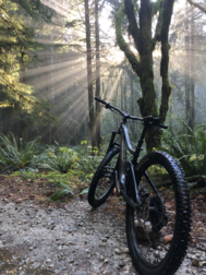 Bicycle in the Forest