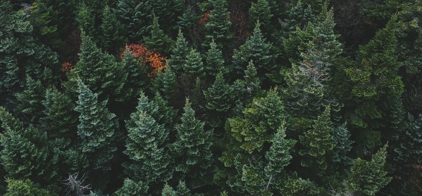 Trees_unsplash download