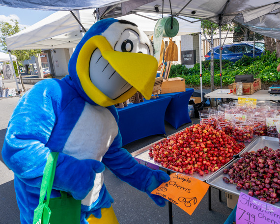 Hank at the Market