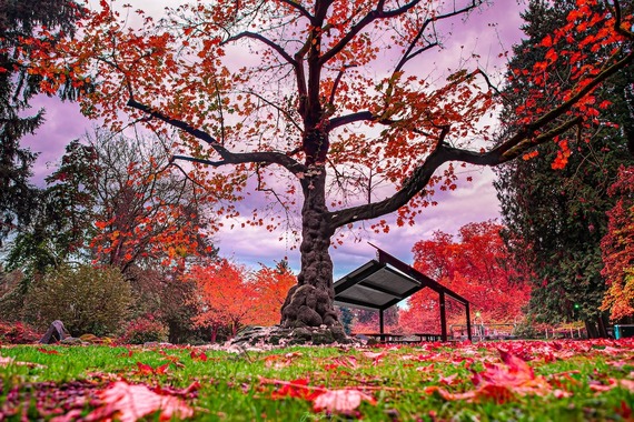 Tree at Moorlands Park