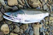 winter steelhead