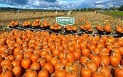Pumpkin Patch