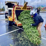 christmas tree recycling