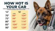 no hot dog 
