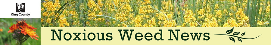 king county weed news