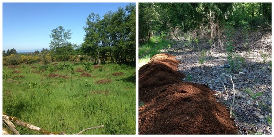 Mulching picture collage