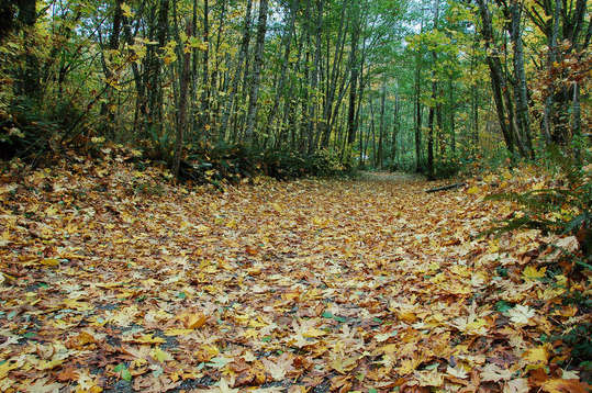 Cougar Mountain Trail in the Fall