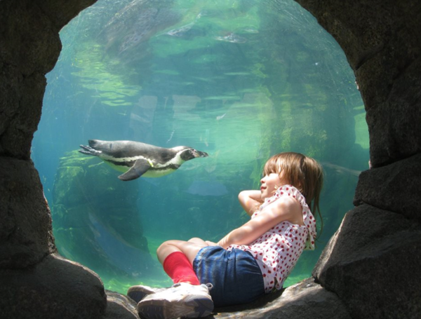 access for all aquarium