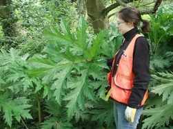 King County worker standing next to a giant hogweed leaf