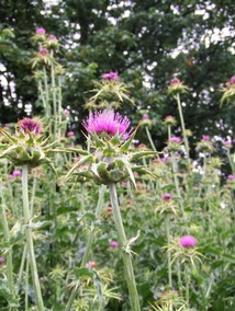 milk thistle profile