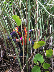 knotweed stems