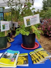 farmers market noxious weed information booth with tansy ragwort