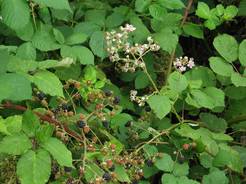 Himalayan blackberry