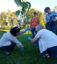 knotweed injection training