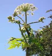 giant hogweed flower