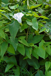 hedge bindweed