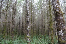 Overstocked unhealthy forest