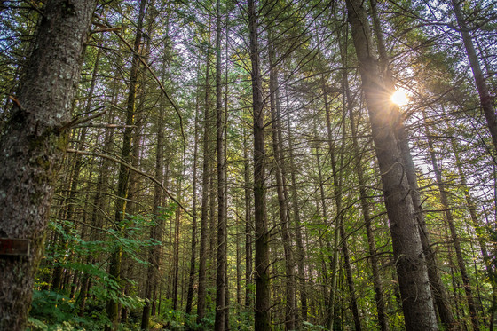 Before Thinning - Parks