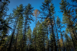 After Thinning - Parks