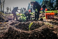 Parks Big Finn Hill baby trees DNRP employees