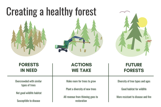 Black Diamond Open Space Area Forest Health Project News