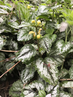 yellow archangel in April