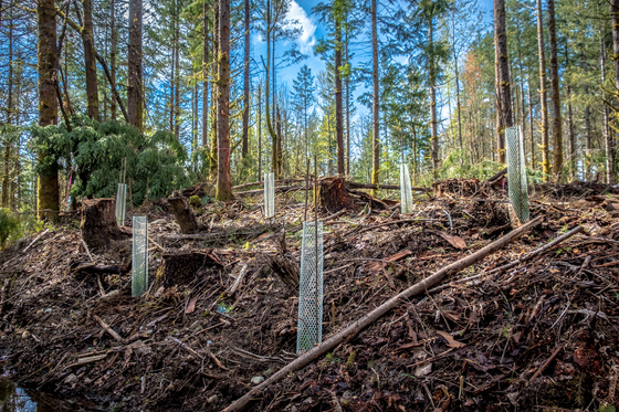 Parks - Henry's Ridge Planting