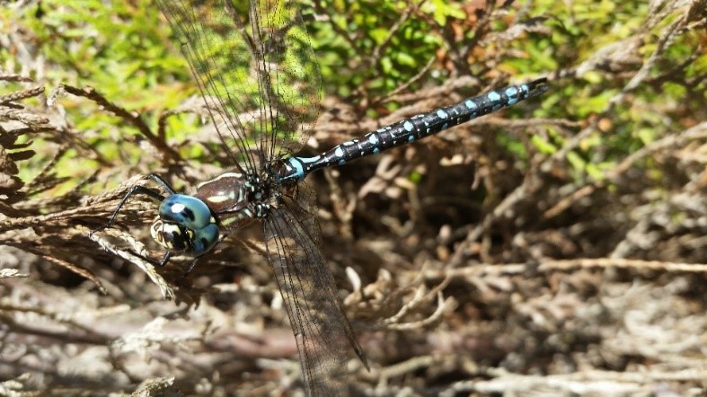 Dragonfly