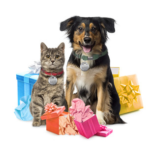 cat and dog wearing licenses