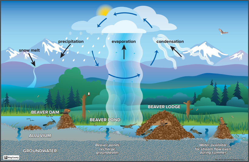 Beaver pond and hydrologic cycle