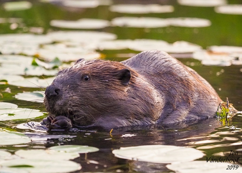 North American beaver eating lilies