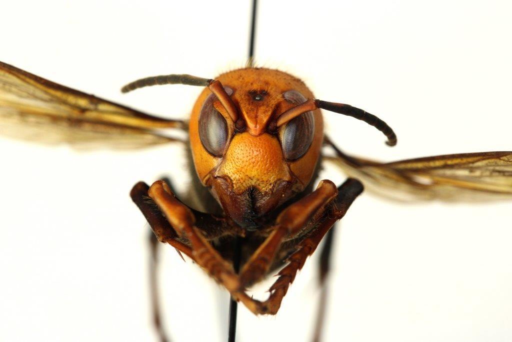 murder hornet