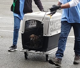 Puppy in crate