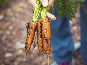 Register for class: Growing food with ease and minimal impact