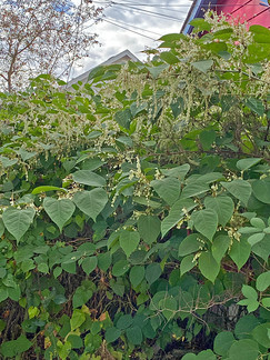 Large flowering plant with homes nearby