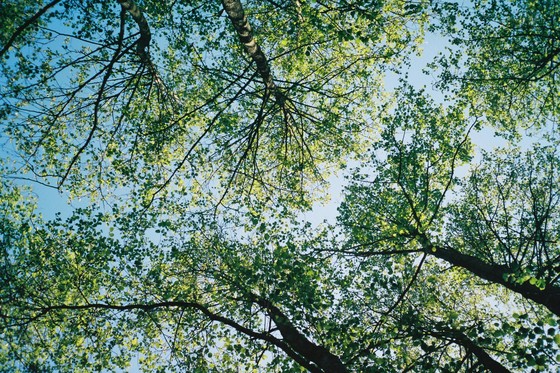 Photo: tree canopy - Photo by Nick Page on Unsplash