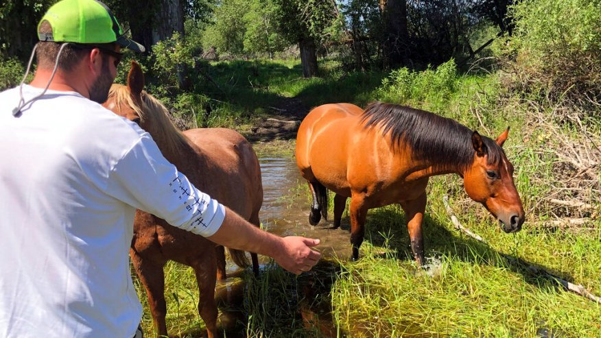 Matthew Eickholt greets a horse, right, on June 22,, two days after he and his wife rescued the horse from drowning. 