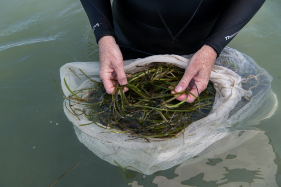 eelgrass-- Photo: The Nature Conservancy via Reasons to be Cheerful